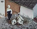 Capi_Dubne_20250617_123003.jpg