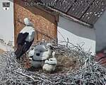 Capi_Dubne_20250617_123504.jpg