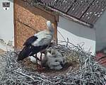 Capi_Dubne_20250617_124002.jpg