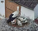 Capi_Dubne_20250617_124504.jpg