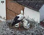 Capi_Dubne_20250617_125003.jpg