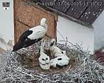 Capi_Dubne_20250617_131002.jpg