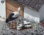 Capi_Dubne_20250617_132004.jpg