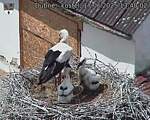 Capi_Dubne_20250617_134002.jpg
