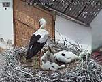 Capi_Dubne_20250617_135004.jpg