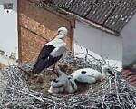 Capi_Dubne_20250617_135502.jpg