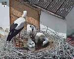 Capi_Dubne_20250617_140004.jpg