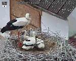Capi_Dubne_20250617_141002.jpg