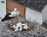 Capi_Dubne_20250617_141504.jpg