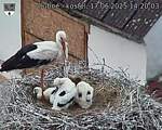 Capi_Dubne_20250617_142003.jpg