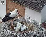Capi_Dubne_20250617_143004.jpg