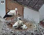 Capi_Dubne_20250617_145502.jpg