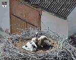 Capi_Dubne_20250617_160003.jpg