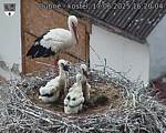 Capi_Dubne_20250617_162004.jpg