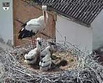 Capi_Dubne_20250617_162502.jpg
