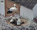 Capi_Dubne_20250617_163504.jpg