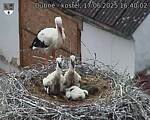 Capi_Dubne_20250617_164002.jpg