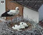 Capi_Dubne_20250617_165003.jpg