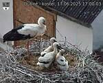 Capi_Dubne_20250617_170003.jpg