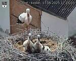 Capi_Dubne_20250617_172503.jpg