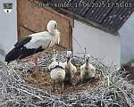 Capi_Dubne_20250617_175004.jpg
