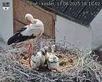 Capi_Dubne_20250617_181002.jpg