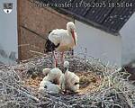 Capi_Dubne_20250617_185004.jpg