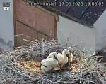 Capi_Dubne_20250617_190502.jpg