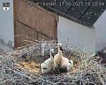 Capi_Dubne_20250617_191004.jpg
