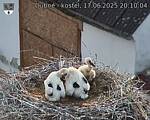 Capi_Dubne_20250617_201004.jpg