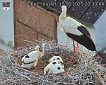 Capi_Dubne_20250617_203004.jpg