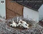 Capi_Dubne_20250617_204502.jpg