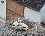 Capi_Dubne_20250617_205002.jpg