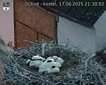 Capi_Dubne_20250617_213002.jpg
