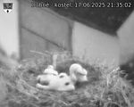 Capi_Dubne_20250617_213502.jpg