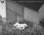 Capi_Dubne_20250617_214003.jpg