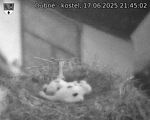 Capi_Dubne_20250617_214502.jpg