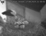 Capi_Dubne_20250617_215002.jpg