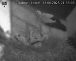 Capi_Dubne_20250617_215503.jpg