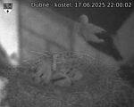 Capi_Dubne_20250617_220002.jpg
