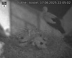 Capi_Dubne_20250617_220502.jpg