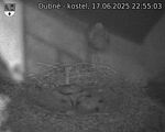 Capi_Dubne_20250617_225503.jpg