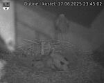 Capi_Dubne_20250617_234503.jpg
