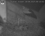 Capi_Dubne_20250618_001002.jpg