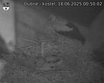 Capi_Dubne_20250618_005002.jpg