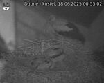 Capi_Dubne_20250618_005502.jpg