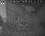 Capi_Dubne_20250618_010502.jpg