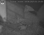 Capi_Dubne_20250618_012503.jpg