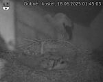 Capi_Dubne_20250618_014503.jpg