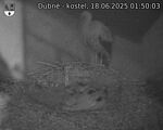 Capi_Dubne_20250618_015003.jpg